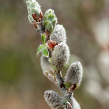 Salix candida Iceberg Alley - Salgueiro