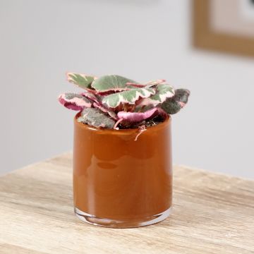 Saxifraga stolonifera Variegata Saxifraga stolonifera Variegata