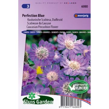 Scabiosa caucasica Perfection Blue em sementes