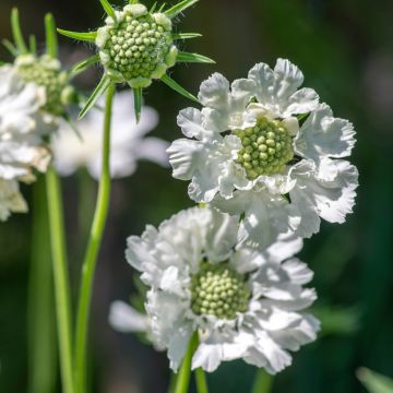 Scabiosa caucasica Alba Scabiosa caucasica Alba