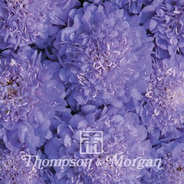 Scabiosa atropurpurea Oxford Blue em sementes