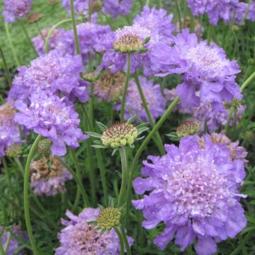 Scabiosa columbaria Butterfly Blue