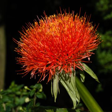 Scadoxus multiflorus subsp. multiflorus