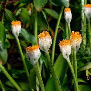 <i>Scadoxus</i> ou <i>Haemanthus albiflos</i>