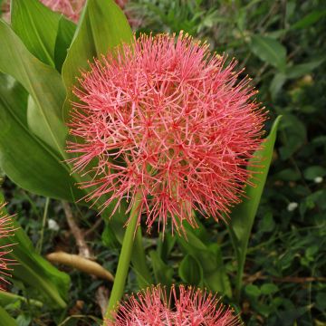 Scadoxus multiflorus