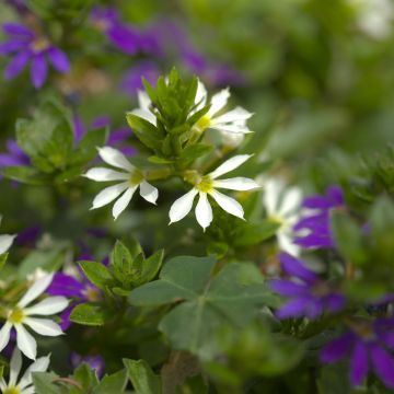 Scaevola aemula Surdiva Branco