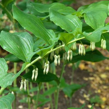 Polygonatum multiflorum