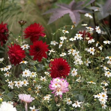 Dália decorativa Charles de Gaulle