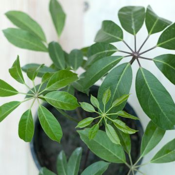 Schefflera actinophylla Amate - Cheflera