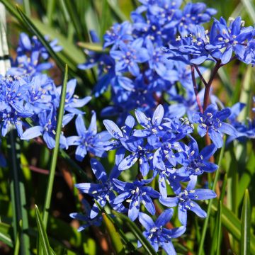 Scilla bifolia - Glória-da-neve