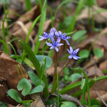 Scilla siberica Spring Beauty - Escila-da-sibéria