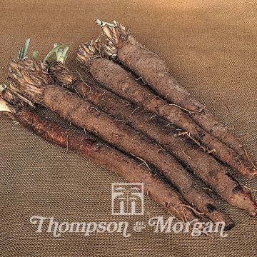 Scorzonera hispanica em sementes