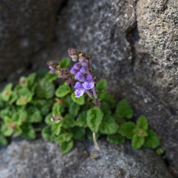 Scutellaria indica var. parviflora