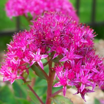 Sedum spectabile Carl