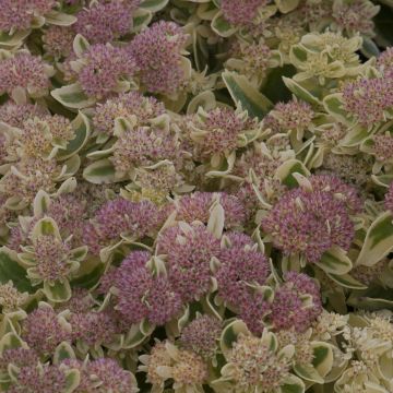 Sedum spectabile Frosted Fire