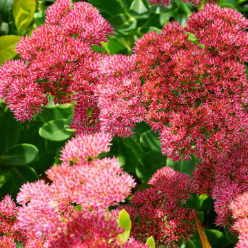Sedum Herbstfreude (Autumn Joy) Sedum Herbstfreude (Autumn Joy)