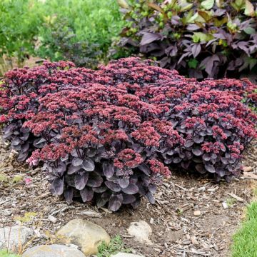 Sedum telephium Back in Black