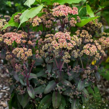 Sedum spectabile Orange Xenox