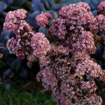 Sedum spectabile Purple Emperor