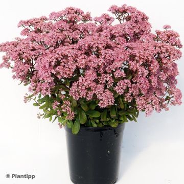 Sedum Sunsparkler Jade Tuffet