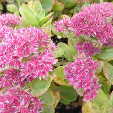 Sedum spectabile Tropical Night