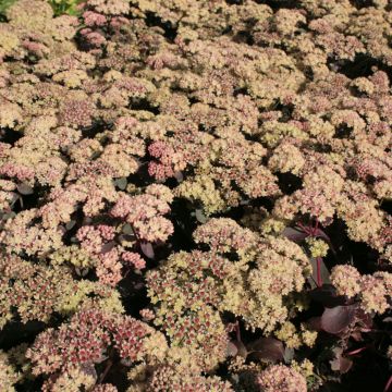 Sedum spectabile Twinkling Star