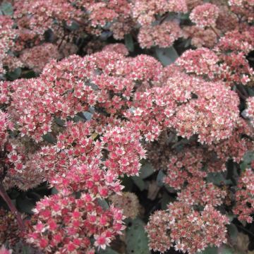 Sedum spectabile Yellow Xenox®
