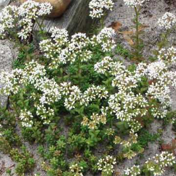 Sedum album Coral Carpet