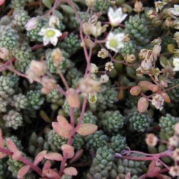 Sedum cyaneum Rosenteppich (Rose Carpet)