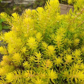 Sedum reflexum Yellow Cushion