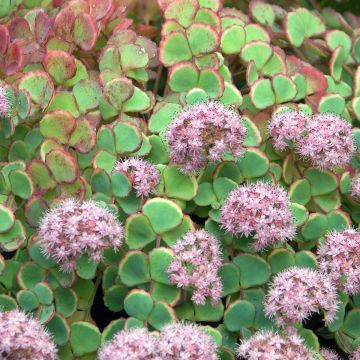 Sedum sieboldii sieboldii