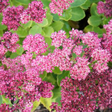 Sedum spectabile Brilliant