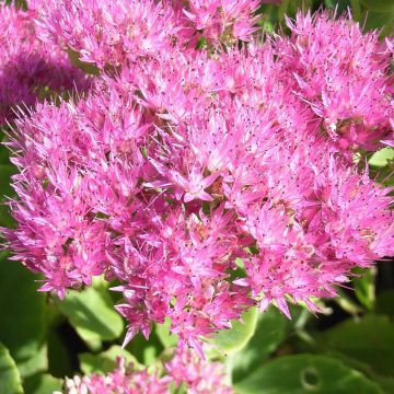 Sedum spectabile Carmen