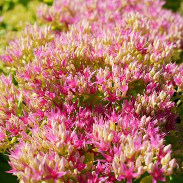 Sedum spectabile Neon