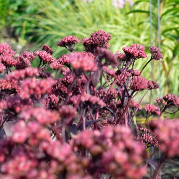 Sedum Bon Bon Sedum Bon Bon