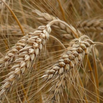 Centeio 25 m² - Adubo Verde