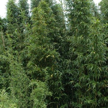 Semiarundinaria fastuosa Viridis - Bambu Narihira