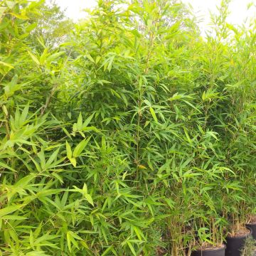 Semiarundinaria makinoi - Bambu médio