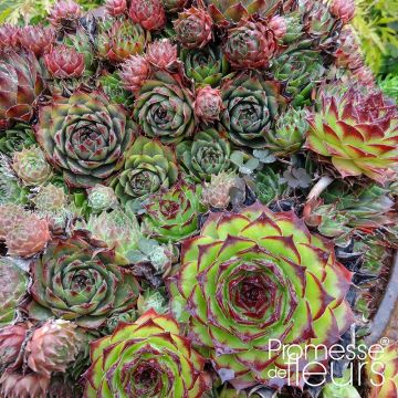 Sempervivum Gemengd em mistura