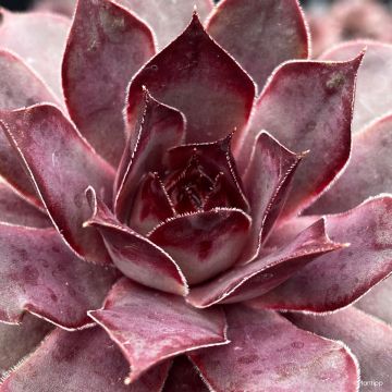 Sempervivum Chick Charms Grape Galaxy