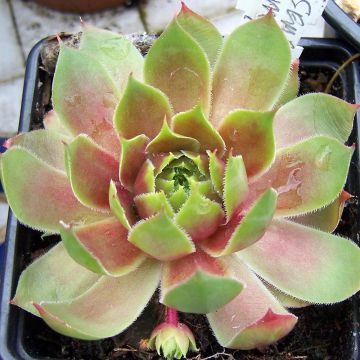 Sempervivum Pseudo-ornatum