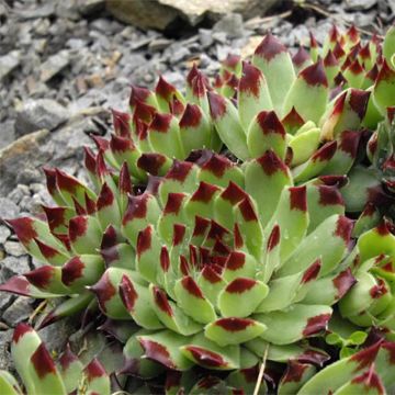 Sempervivum calcareum - Sempre-viva-dos-telhados