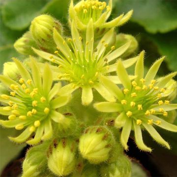 Sempervivum ciliosum var. borisii - Sempre-viva-dos-telhados