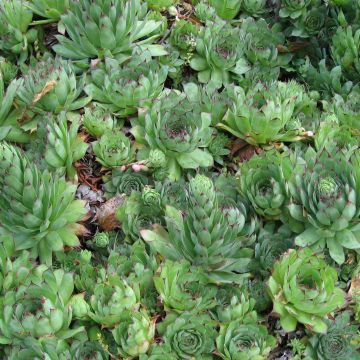 Sempervivum tectorum - Saião curto