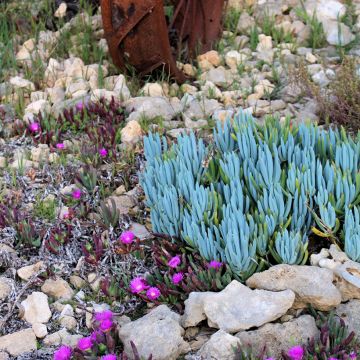 Senecio serpens Dwarf Blue