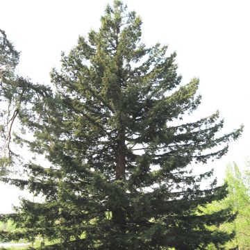 Sequoia sempervirens - Sequoia-vermelha