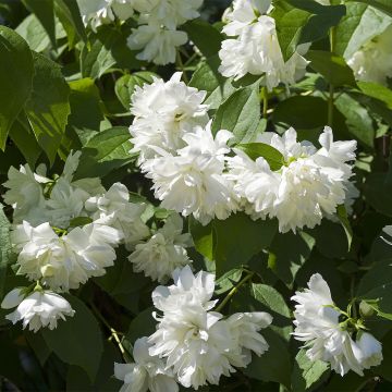Philadelphus virginalis Minnesota Snowflake