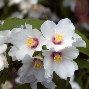 Philadelphus Beauclerk
