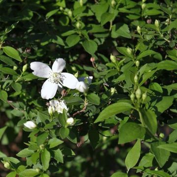 Philadelphus lemoinei Silberregen