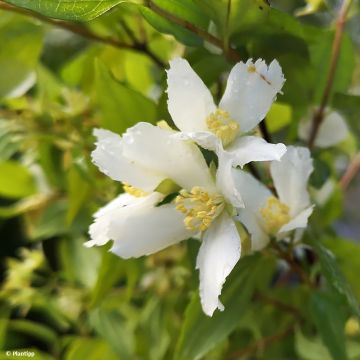 Philadelphus polyanthus Mont Blanc